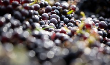 600-year-old pinot noir grape seed found in medieval hospital