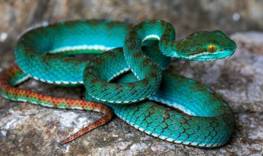 Pit viper among new species discovered in cave in Cambodia