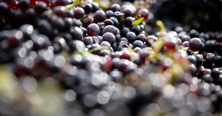 600-year-old pinot noir grape seed found in medieval hospital