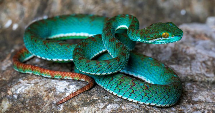 Pit viper among new species discovered in cave in Cambodia
