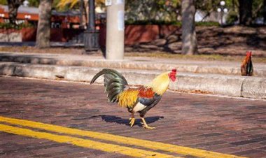 Will Chickens Come Home to Roost in Winter Park?
