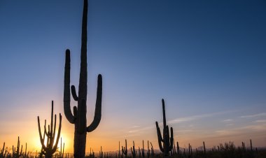 EARTH DAY TRAVEL: The Grand Canyon and Saguaro National Park