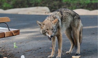 Coyote Sightings Rising in Central Florida?