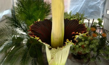 Rare Corpse Flower Blooms at Rollins