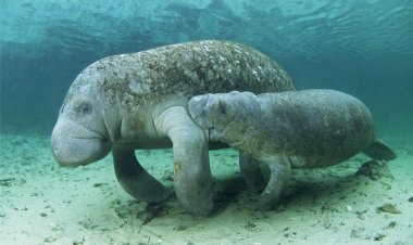 DeSantis Bolsters Manatee Conservation Efforts