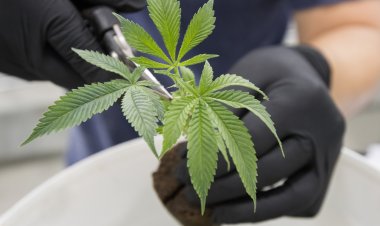 Is the Recreational Weed Ballot Initiative Going Up in Smoke?  Republican Firm’s Signature Gathering Efforts Have Fallen Behind