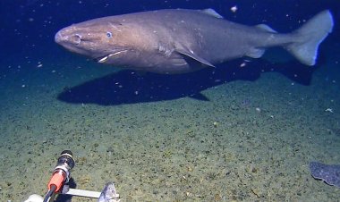 In a first, shark seen on camera in Antarctica waters, surprising researchers